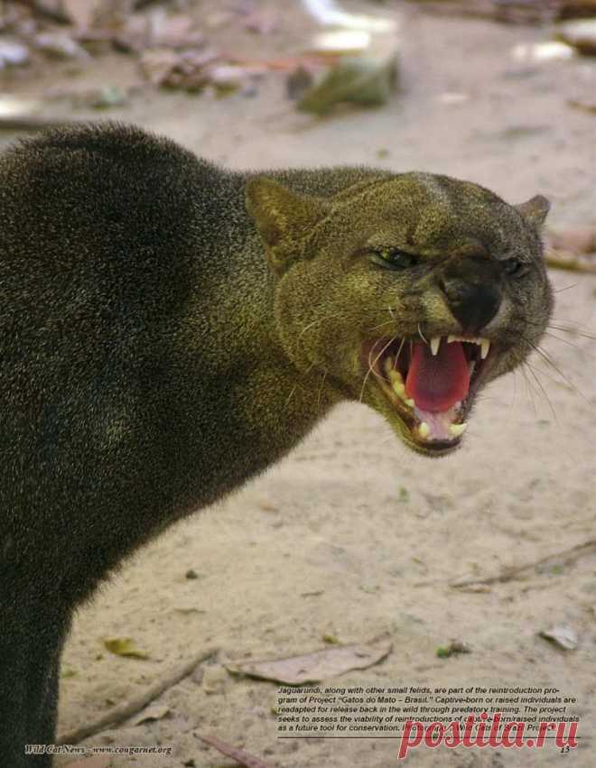 Музей исцеляющих кошек-Фото №5