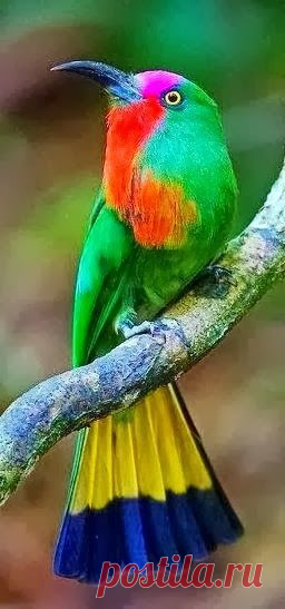 Bee Eater