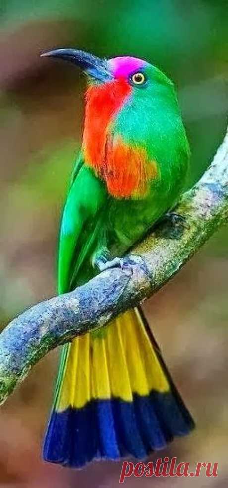 Bee Eater