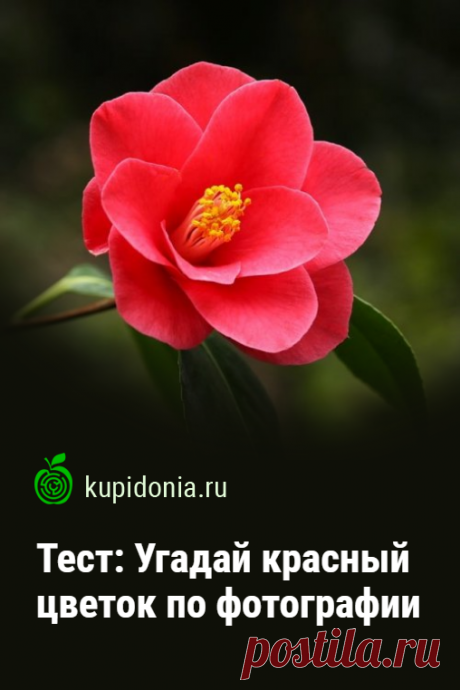 Тест: Угадай красный цветок по фотографии. Интересный тест об одних из самых красивых цветах. Попробуйте, взглянув на фотографию, правильно назвать каждый из них!