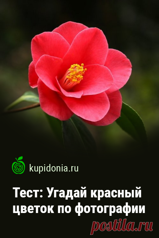 Тест: Угадай красный цветок по фотографии. Интересный тест об одних из самых красивых цветах. Попробуйте, взглянув на фотографию, правильно назвать каждый из них!
