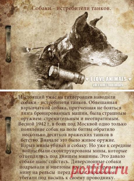 Живая природа
