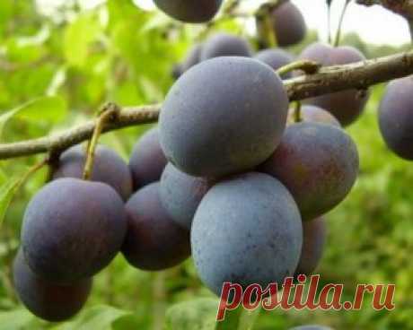 Лучшие сорта слив.