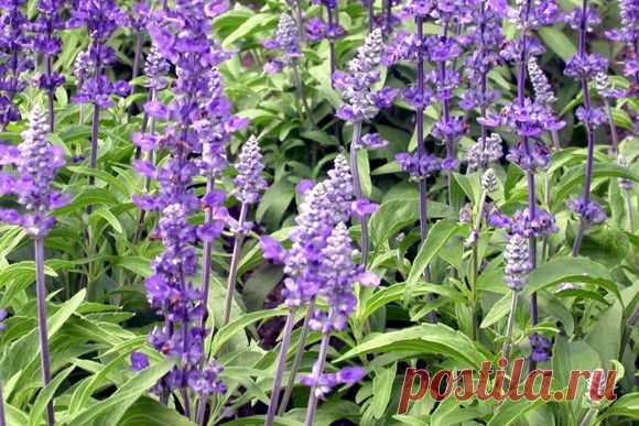 "Как может умереть человек, если в саду у него растёт шалфей?" - Плиний Старший.