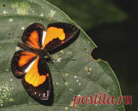Cariomothis erotylus