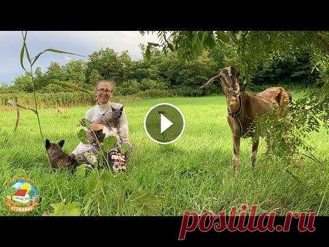 #438 Хуторская пастораль. Запасаемся сеном и соломой. Приветствуем всех на нашем канале! Это видео мы снимали 8-9 августа 2022г В этом видео: Вечерняя прогулка по хутору Два дня в разъездах Занимаемся сен...