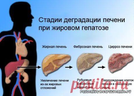 Лечение ожирения печени должно максимально возможно ограничивать поступление в организм современных продуктов питания и напитков, т.к. они часто содержат токсичные для печени вещества в виде ароматизаторов, консервантов, стабилизаторов, разрыхлителей, антибиотиков, усилителей вкуса, красителей. И если они не реагируют между собой в одном отдельно взятом продукте. То очень сложно предсказать их совместное влияние на организм при употреблении в пищу нескольких продуктов питания.