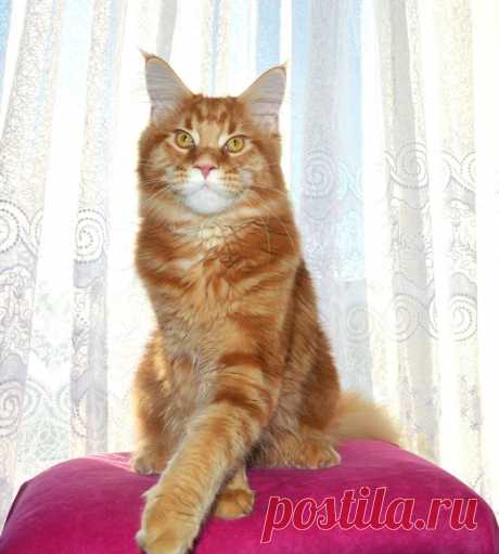 Maine coon WORLD | Facebook