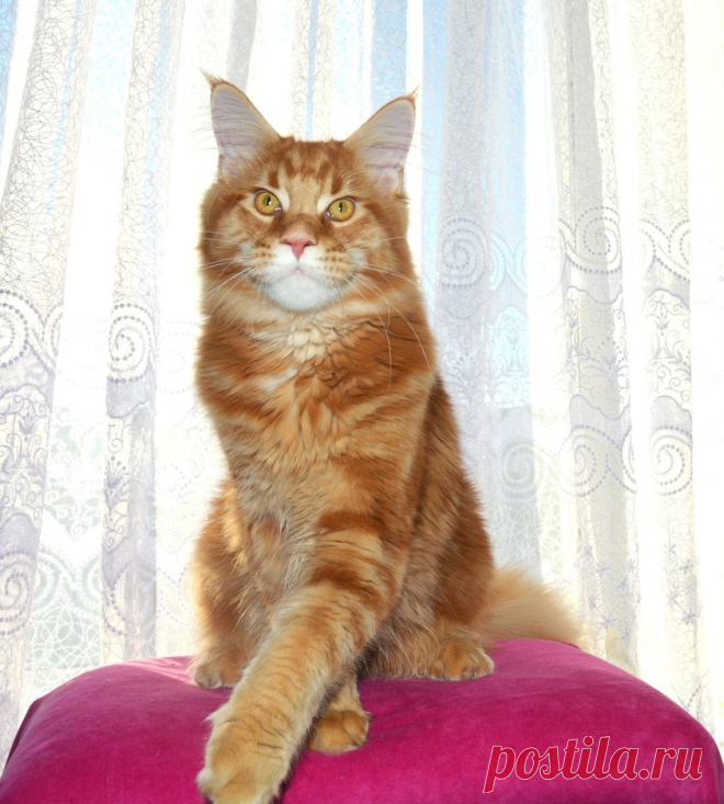 Maine coon WORLD | Facebook