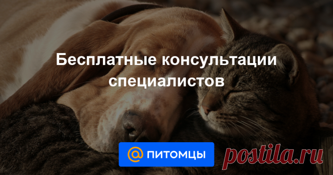 Дерет обои Здравствуйте. Кот портит обои, у него есть когтеточки, одну повесили на стену, где больше всего любил точить, на днях купили домик с лазалкой, но пер