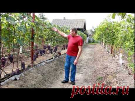 Основные ошибки при выращивании винограда .