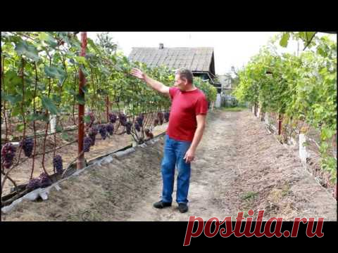 Основные ошибки при выращивании винограда .