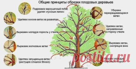 Осенью не смогли провести обрезку старых яблонь. Когда можно приступить к этой работе? 
 
Время весенней обрезки зависит от погодных условий. Обычно к этой серьезной работе приступают, когда дневная температура поднимается выше 0 градусов (+7...+10 градусов). В средней полосе это конец марта — начало апреля. При обрезке вначале удаляют поврежденные и больные ветки или те, что переплетаются, загущают крону внутри дерева, так как при сильно загущенной кроне мало света. Плоды...