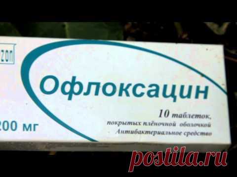 Распопов Г. Лечение бактериального ожега груши тетрациклином.