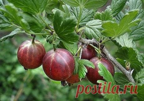 Одноклассники