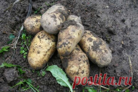 В прошлом году собрали до 4-5 кг картошки с куста. Рассказываю про высокоурожайный способ выращивания | Сад, дом, огород   | Яндекс Дзен