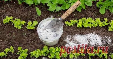 Чем может быть опасен пепел как удобрение, когда его можно использовать