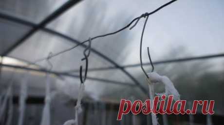 Урожайная грядка
Татьяна Шарапова (Труфанова)