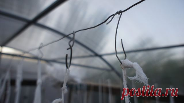 Урожайная грядка
Татьяна Шарапова (Труфанова)