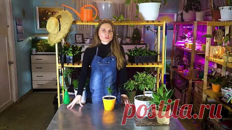 Как оживить самое хилое и засохшее комнатное растение!