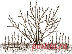 Как размножить смородину видео, способы размножения смородины | Всё о даче