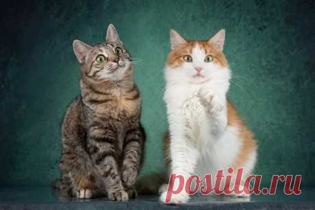 Котята Пунш и Луиза в добрые руки. Москва – ZOOCHARITY | БУДЬ МИЛОСЕРДНЫМ К БРАТЬЯМ МЕНЬШИМ!, пользователь Galina Panina | Группы Мой Мир