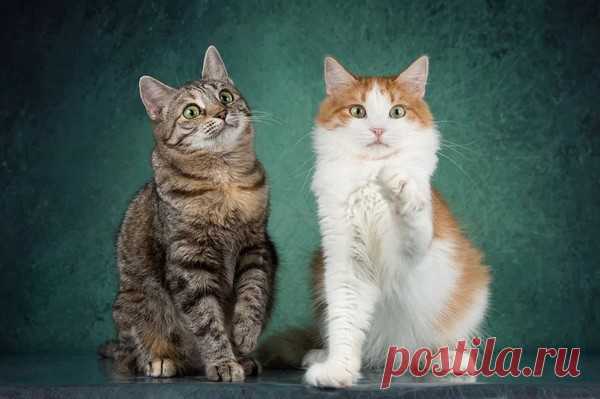 Котята Пунш и Луиза в добрые руки. Москва – ZOOCHARITY | БУДЬ МИЛОСЕРДНЫМ К БРАТЬЯМ МЕНЬШИМ!, пользователь Galina Panina | Группы Мой Мир