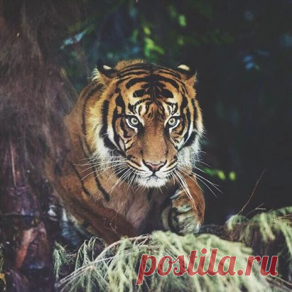 1. Искушение сдаться будет особенно сильным незадолго до победы.
2. Хитрость жизни в том, чтобы умереть молодым, но как можно позже.
3. Не говорите, если это не изменяет тишину к лучшему.
4. Путешествие в тысячу ли начинается с одного шага.
5. Сильный преодолеет преграду, мудрый — весь путь.
6. Не бойся медлить, бойся остановиться.
7. У дурака и счастье глупое.
8. Если ты споткнулся и упал, это ещё не значит, что ты идёшь не туда.
9. Хижина, где смеются, богаче дворца, где скучают.
10. Всегда см