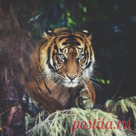 1. Искушение сдаться будет особенно сильным незадолго до победы.
2. Хитрость жизни в том, чтобы умереть молодым, но как можно позже.
3. Не говорите, если это не изменяет тишину к лучшему.
4. Путешествие в тысячу ли начинается с одного шага.
5. Сильный преодолеет преграду, мудрый — весь путь.
6. Не бойся медлить, бойся остановиться.
7. У дурака и счастье глупое.
8. Если ты споткнулся и упал, это ещё не значит, что ты идёшь не туда.
9. Хижина, где смеются, богаче дворца, где скучают.
10. Всегда см