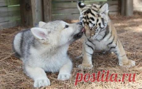 Одноклассники