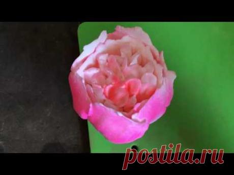 Tutorial cream flower peony