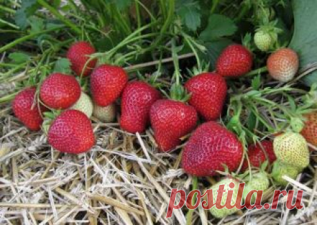 Клубника Флоренс: описание сорта, фото, схема и сроки посадки, видео, фото