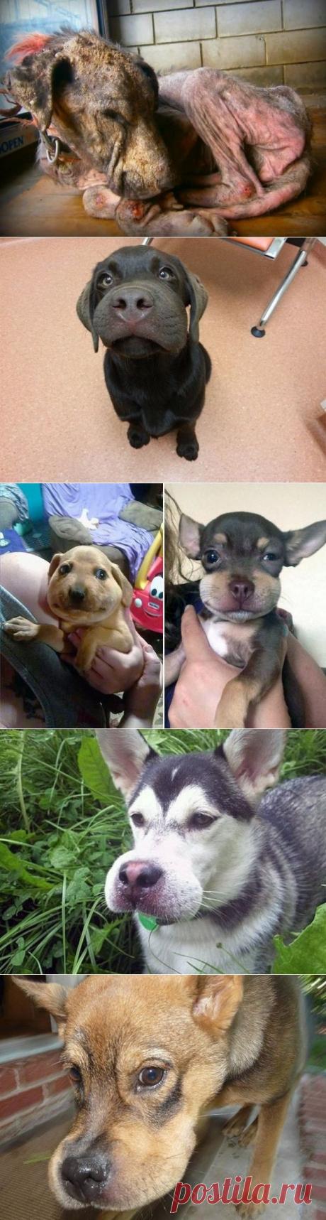 Пламенный привет от пчелок ...  Или как оборачивается собачье любопытство!) | Все о наших питомцах