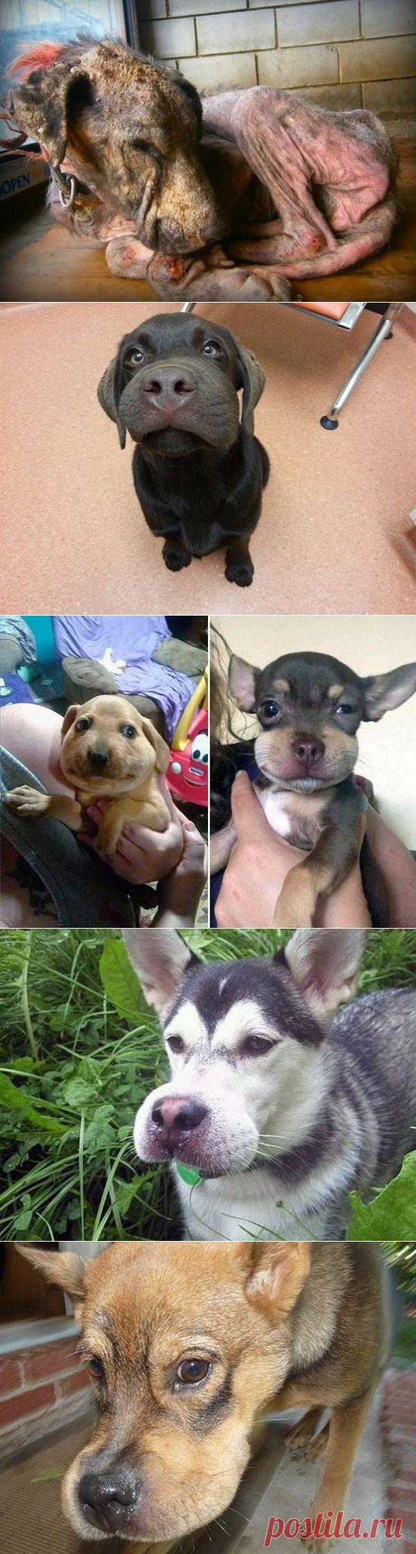 Пламенный привет от пчелок ...  Или как оборачивается собачье любопытство!) | Все о наших питомцах