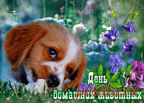 Поздравляю с днём домашних животных! Пусть ваши пушистые, пернатые или чешуйчатые друзья живут долго и счастливо рядом с вами. Открытки на День домашних животных!
