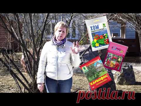 СМОРОДИНА ВЕСНОЙ   ОБРАБОТКА ОТ ВРЕДИТЕЛЕЙ