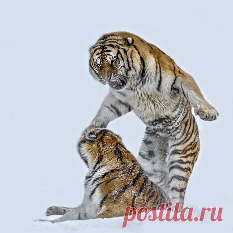 I want to Play by Paul Keates / 500px
