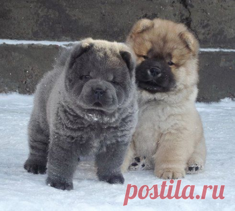 (74) Одноклассники