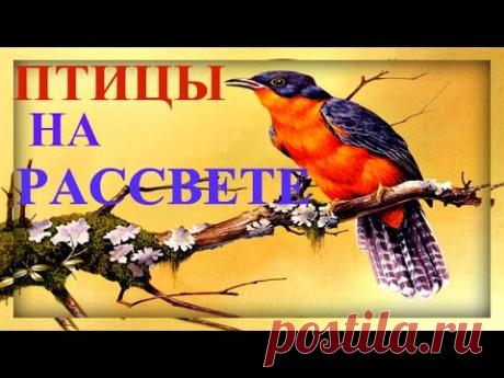1.30 Час - Настоящий Рассвет Соловей и Другие Птицы/ Latvian Nightingale & Other Birds Sounds