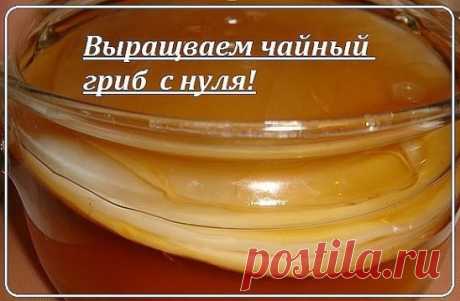 Выращиваем чайный гриб с нуля!