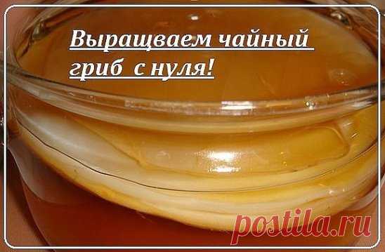 Выращиваем чайный гриб с нуля!