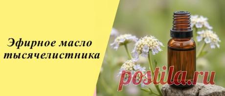 Эфирное масло тысячелистника: свойства и применение Эфирное масло тысячелистника: история и состав, польза и вред, применение в народной медицине, косметологии и кулинарии, рецепты масок и блюд.