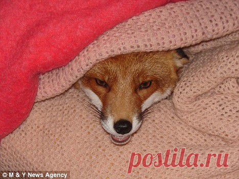 Домашняя лиса