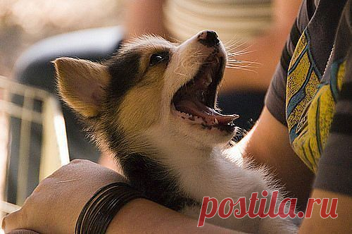 Мокрый носик,
Громкий лай,
Это — песик,
Так и знай!