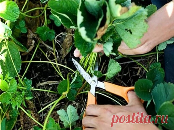 Как ухаживать за клубникой после сбора урожая: полив, обрезка, подкормки :: Сад и огород :: Сад и огород