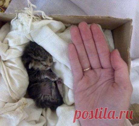 Чижик из мусорного бака