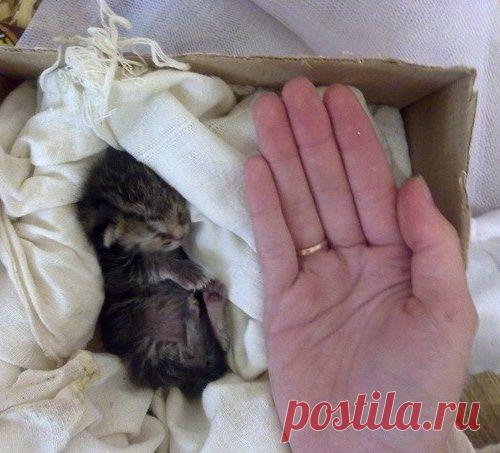 Чижик из мусорного бака