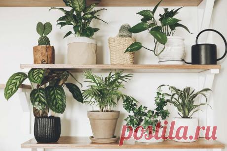 Зеленые комнатные растения: необычное средство для ухода