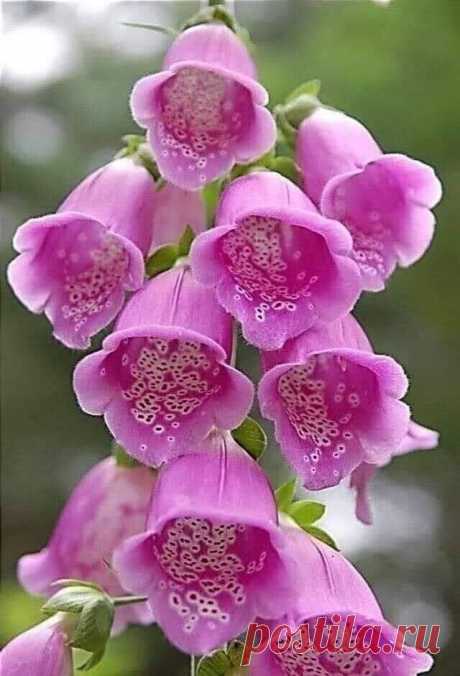 ༺🌸༻Наперстянка
В траве, на солнечной полянке,
Как свечи – кисти наперстянки.
Моя цветочная сестра
Неприхотлива и мудра.
Скромна, не гонится за модой,
Но дорожит своей свободой.
А если нужно – нет проблем,
Она помочь готова всем.
Для сердца – в листьях есть аптека,
Для фей – в цветах библиотека:
Прочтут, как буквы, точек ряд
И волшебство потом творят...