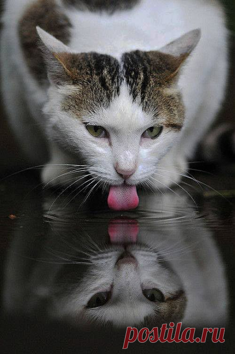 What a Chilled Out Kitty – 3rd March 2014
